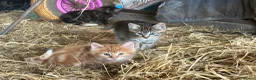 Mixed Breed cats for sale: Farm kittens looking for homes  - Advert 4