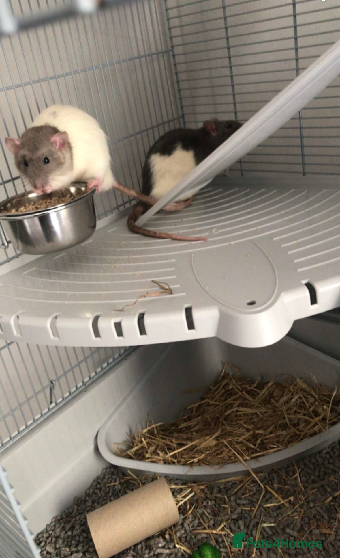 Rat rodents Male rats  - Advert 6