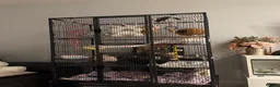 Sugar Glider rodents for sale: Sugar glider with cage  - Advert 6
