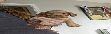 Cocker Spaniel 4