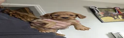 Cocker Spaniel dogs for sale: Cocker spaniel puppy’s  - Advert 17
