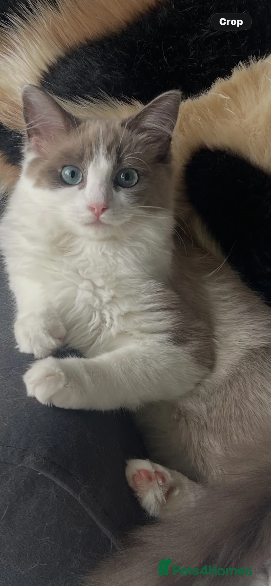 Ragdoll cats for sale: Mink girl - Advert 5