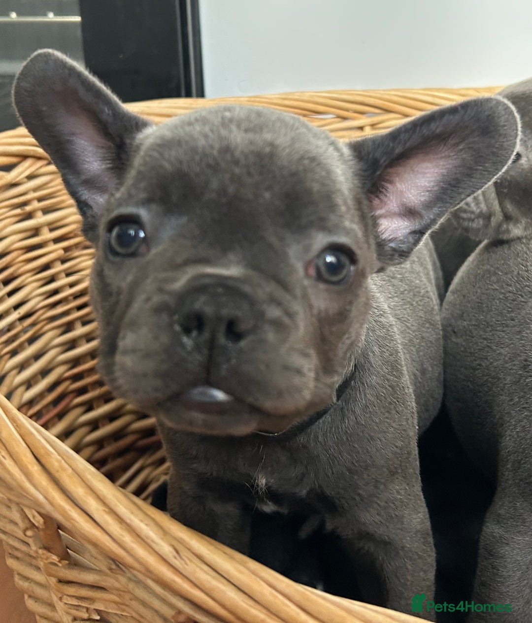 French Bulldog dogs for sale: Solid Blue French Bulldog  - Image 30