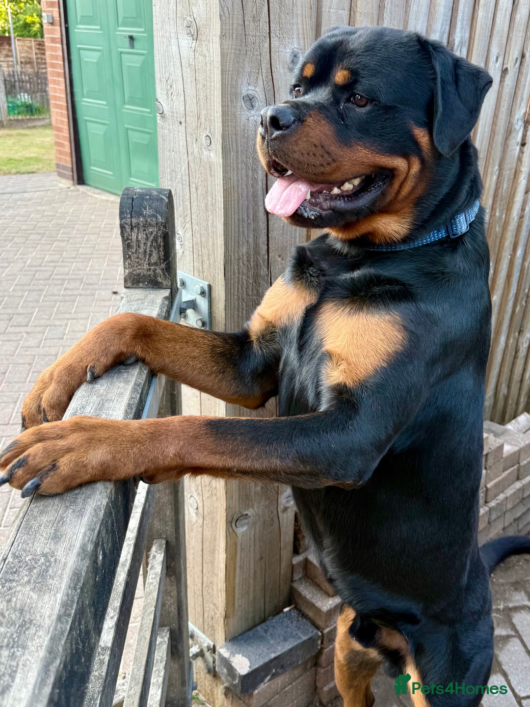Rottweiler dogs for sale: Gorgeous Boy KC Rottweiler puppy - Image 9