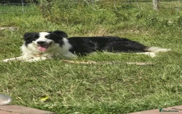 Border Collie dogs for sale: Sheepdog puppies - Advert 15