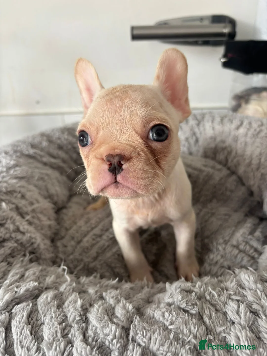 French Bulldog dogs for sale: French Bulldog  in Southend-on-Sea - Advert 3