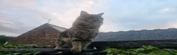 Maine Coon cats for sale: Maine Coon X kittens - Advert 2
