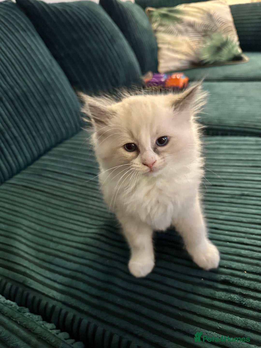 Ragdoll cats for sale: Ragdoll females - Image 4