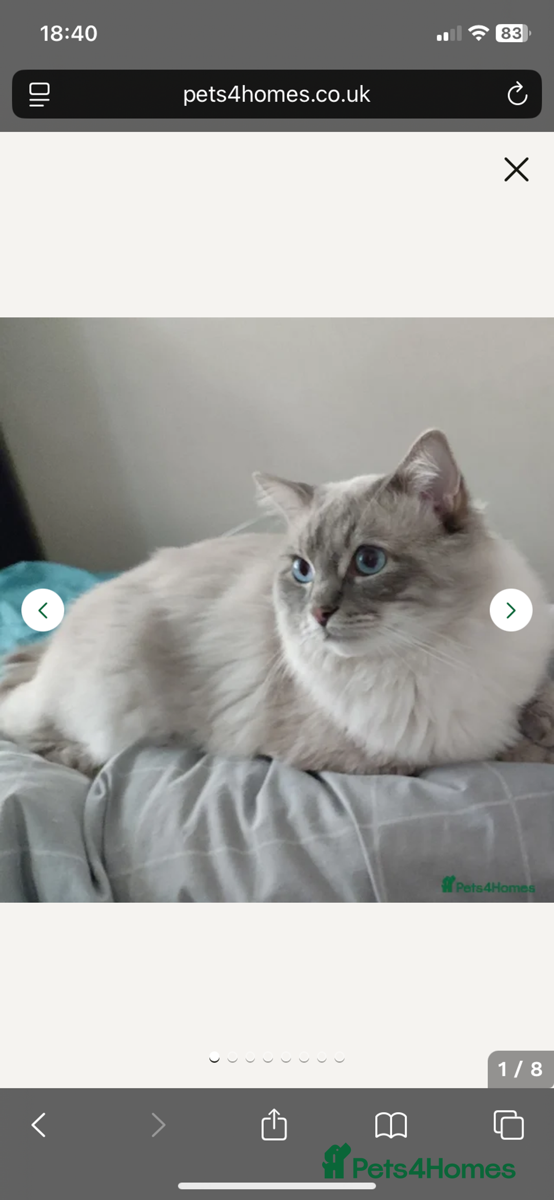 Ragdoll cats for sale: Ragdoll Kittens Available January 2026 - Advert 4