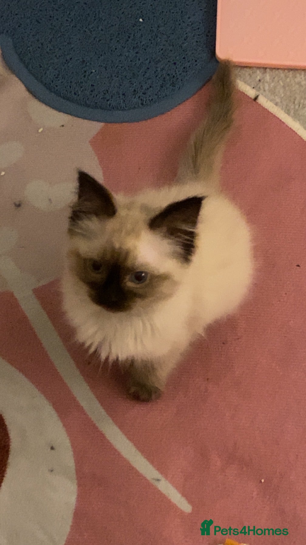 Ragdoll cats for sale: Female Ragdoll Kitten - Advert 2