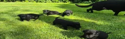 Sheprador dogs for sale: Sheprador puppys - Advert 3