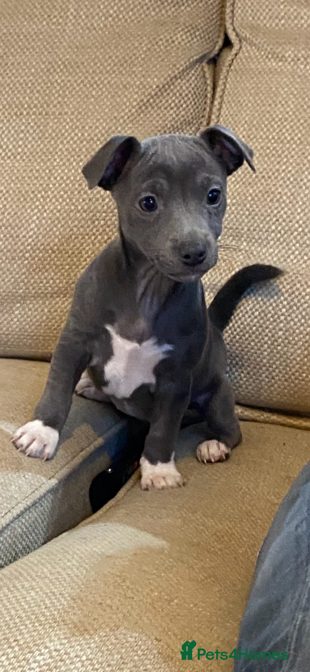 Jack Russell dogs for sale:  beautiful All blue smooth coated short legged JRT - Advert 6