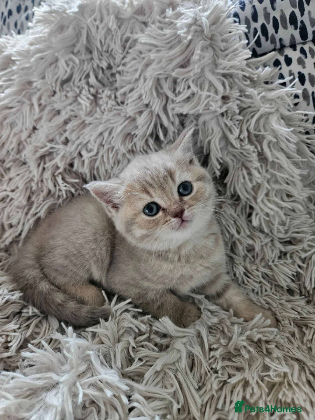British Shorthair cats for sale: British Shorthair kittens!!!  - Advert 2
