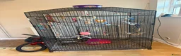Budgerigars birds for sale: Budgies and cage  - Advert 1