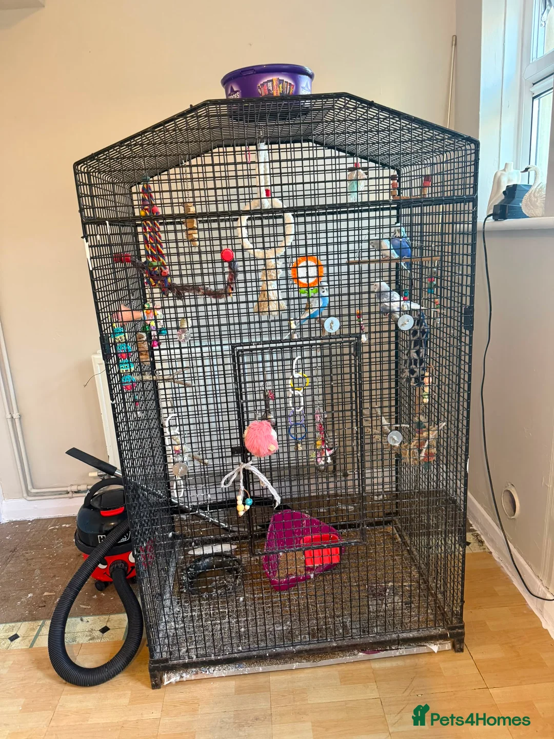 Budgerigars birds for sale: Budgies and cage  - Advert 1