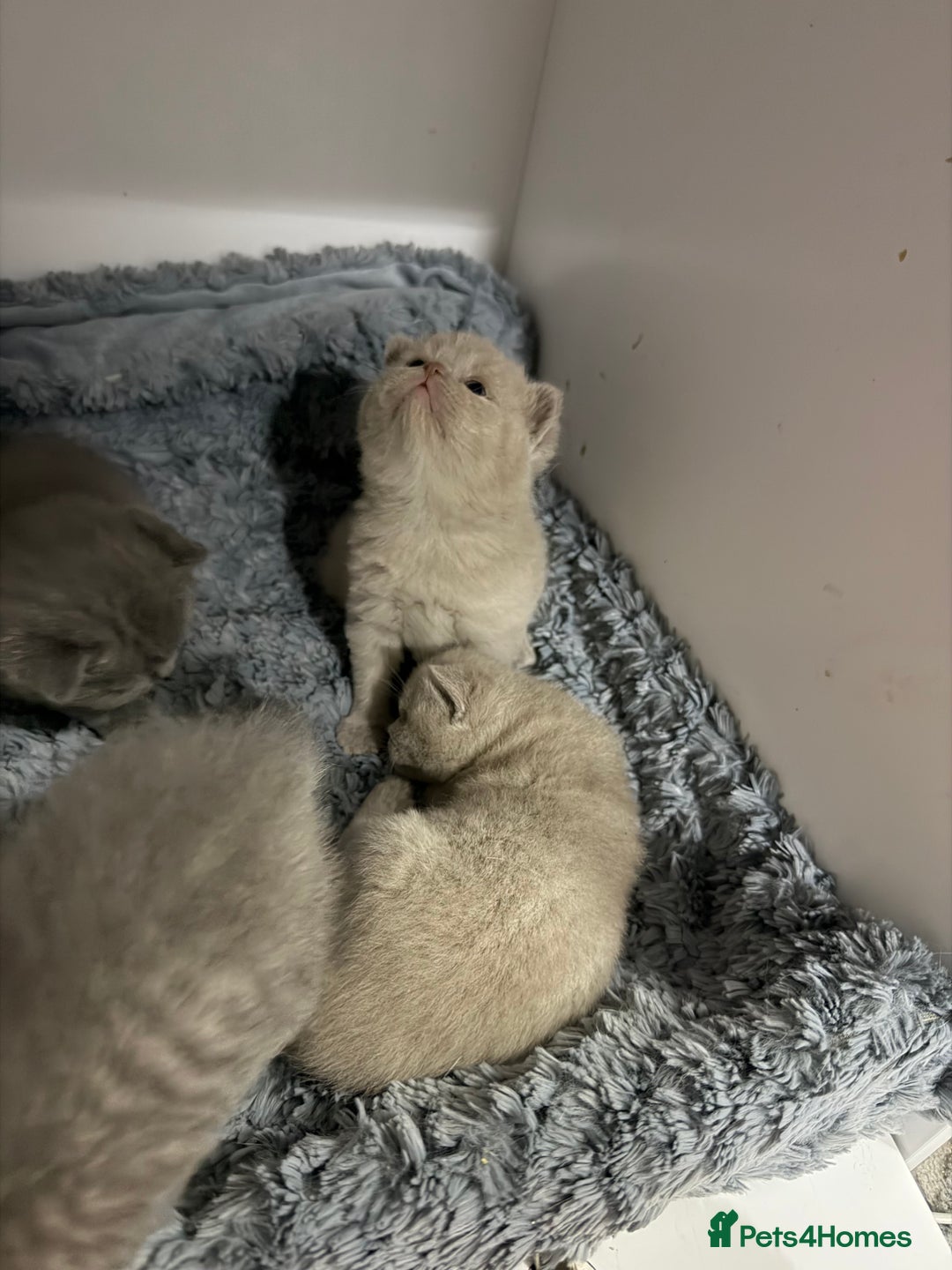 British Shorthair cats for sale: British short hair kittens  - Advert 6