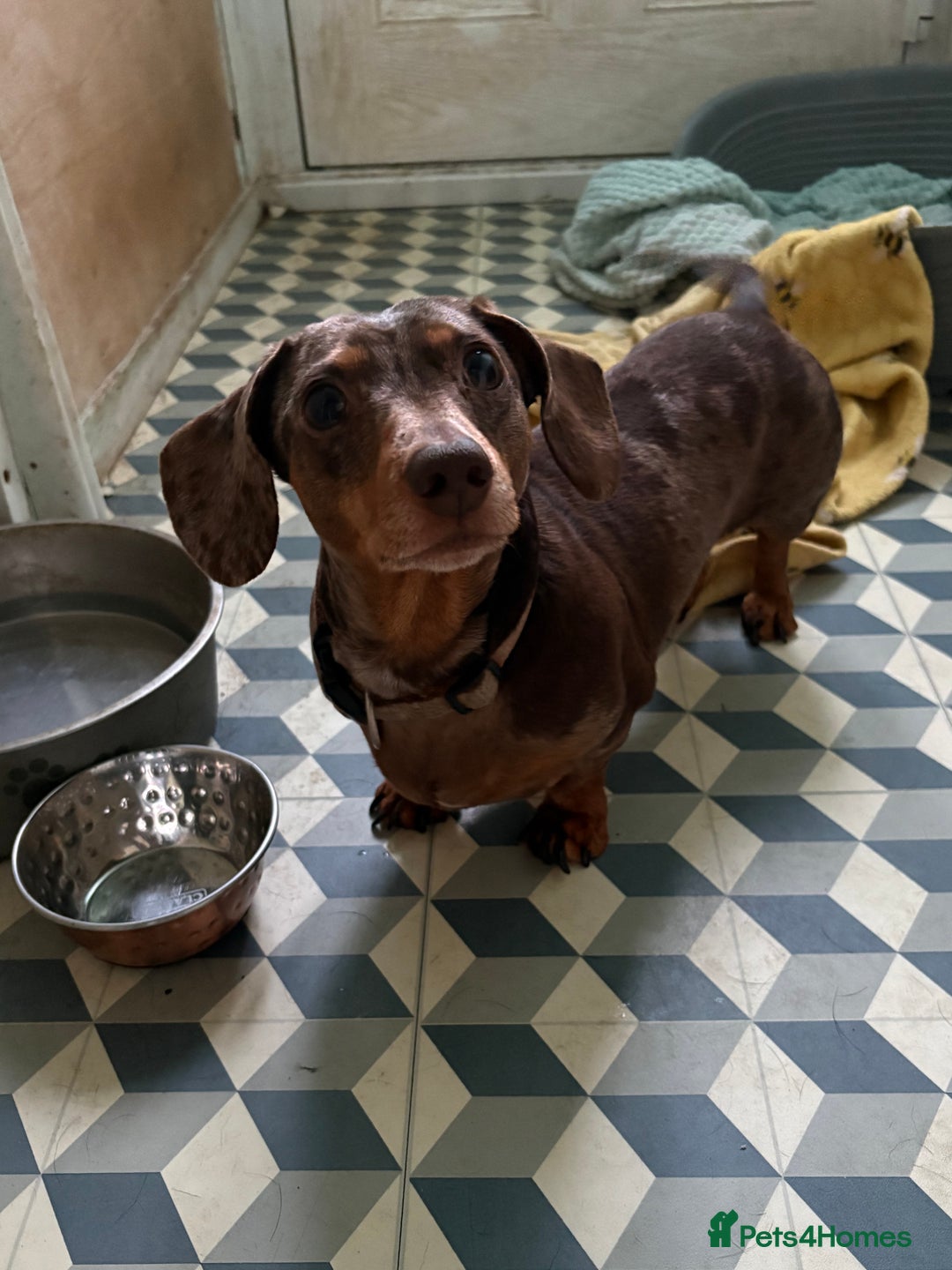Miniature Dachshund dogs for sale: Mini dachshund female for sale  - Advert 4