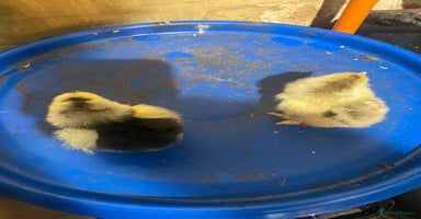 Chickens poultry - Advert 5