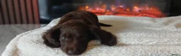 Cocker Spaniel dogs for sale: beautiful cocker spaniel pup - Advert 3
