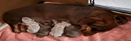 Miniature Dachshund dogs for sale: KC Reg Miniature Dachshund Puppies For Sale in Hove - Advert 2