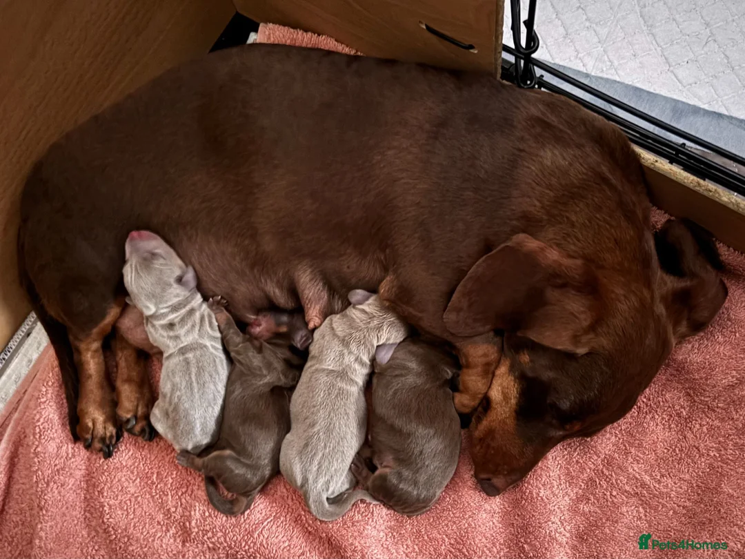 Miniature Dachshund dogs for sale: KC Reg Miniature Dachshund Puppies For Sale in Hove - Advert 2