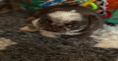 Pug dogs - Advert 8