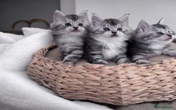 Maine Coon cats for sale: ✨🌟Beautiful The last little boy Maine Coon 😻🌟✨ - Image 20