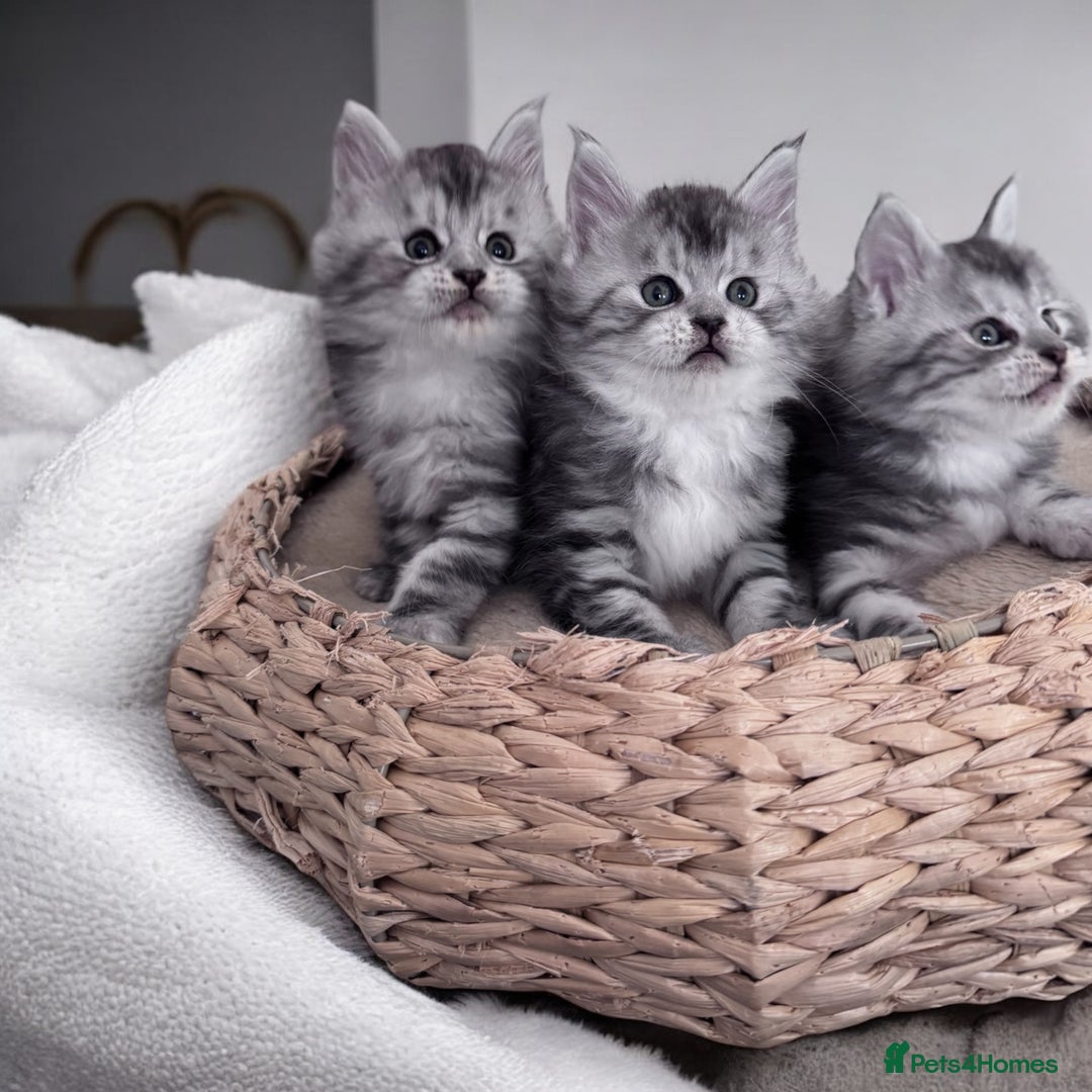 Maine Coon cats for sale: ✨🌟Beautiful The last little boy Maine Coon 😻🌟✨ - Image 20