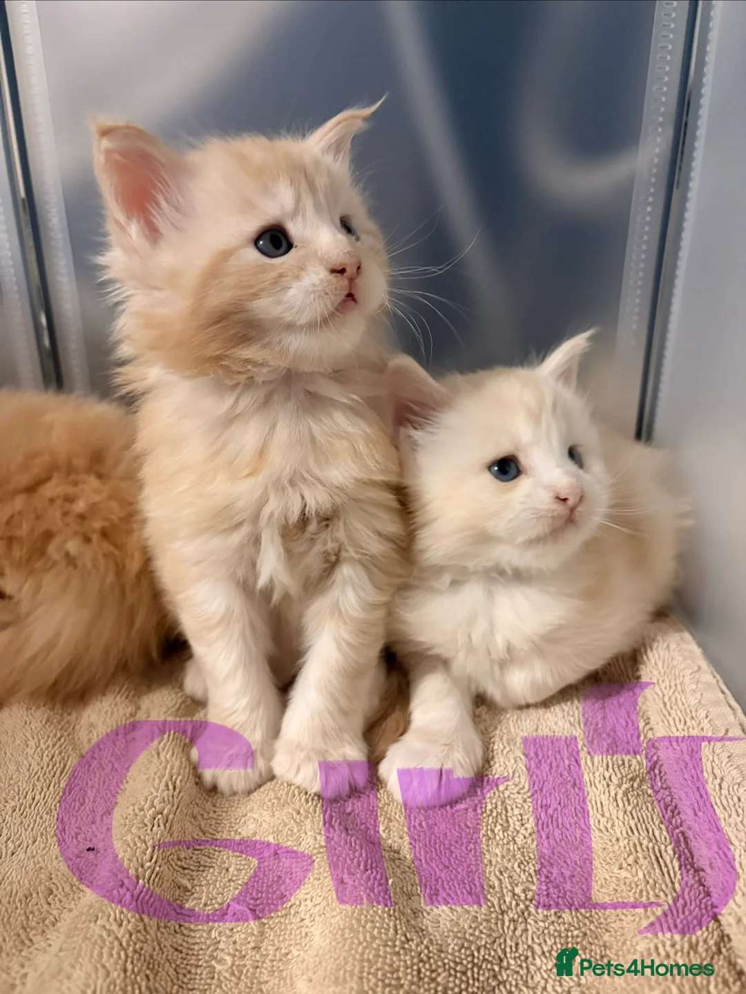 Maine Coon cats for sale: Amazing light babies great pedigree - Advert 6