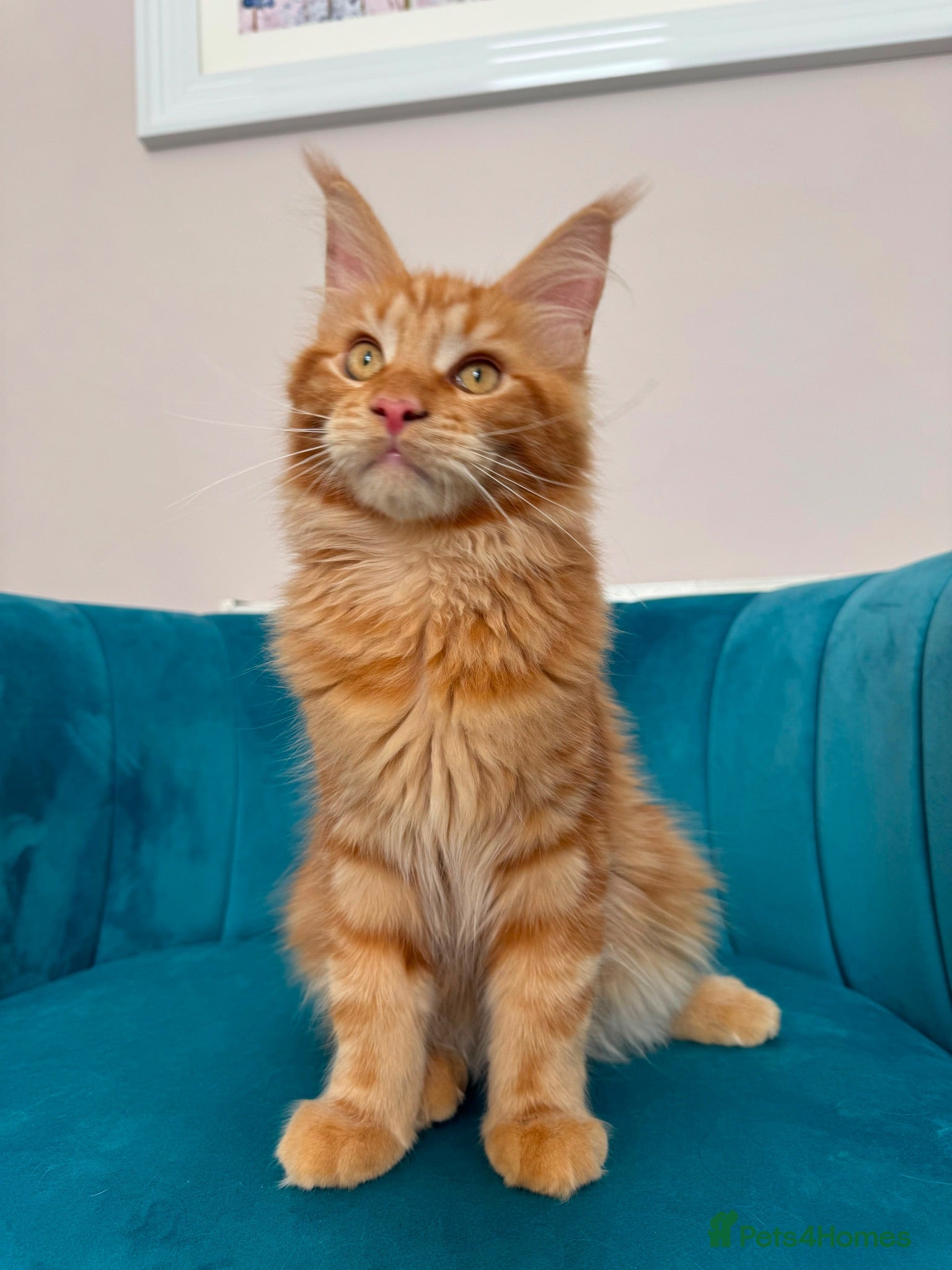Maine Coon cats TICA Registered Red Shaded Maine Coon kitten - Advert 1