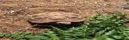 Hermann Tortoise reptiles for sale: Hermann’s Tortoise and Tortoise Table in Leeds - Advert 6