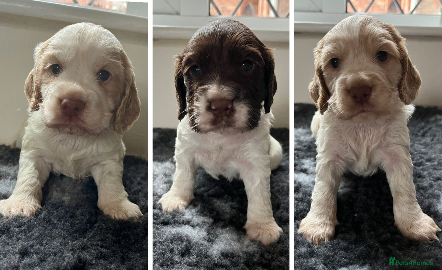 Cocker Spaniel dogs 3 Stunning Working Cocker Spaniel Boys 🐶  - Advert 3