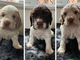Cocker Spaniel dogs 3 Stunning Working Cocker Spaniel Boys 🐶 - Advert 3