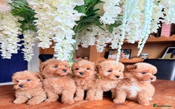Cairn Terrier dogs for sale: STUNNING F1 cairn-oodle puppies  - Image 4