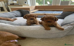 Cocker Spaniel dogs for sale: Health Tested Clear Cocker Spaniel Puppies  - Image 12
