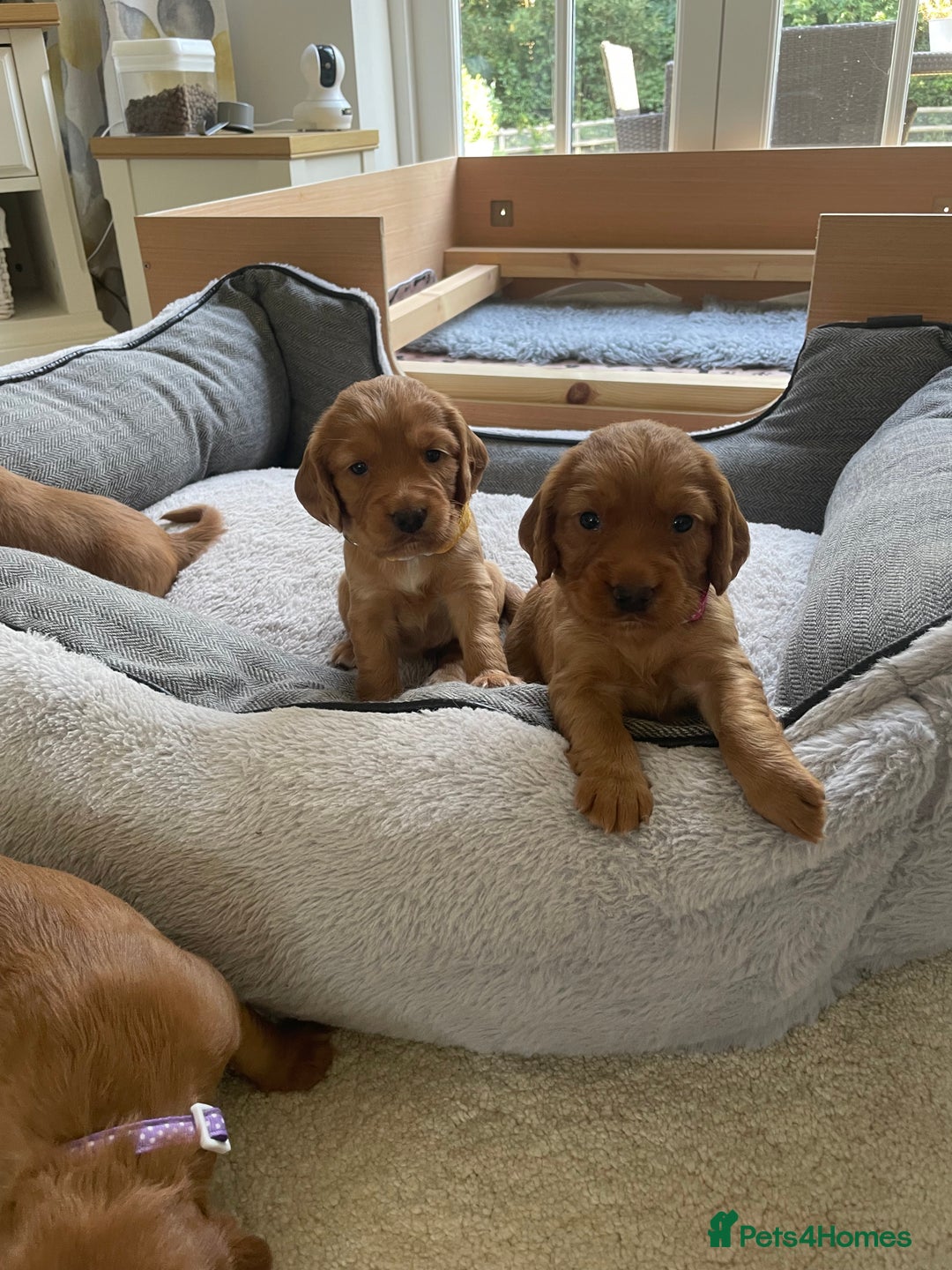 Cocker Spaniel dogs for sale: Health Tested Clear Cocker Spaniel Puppies  - Image 12