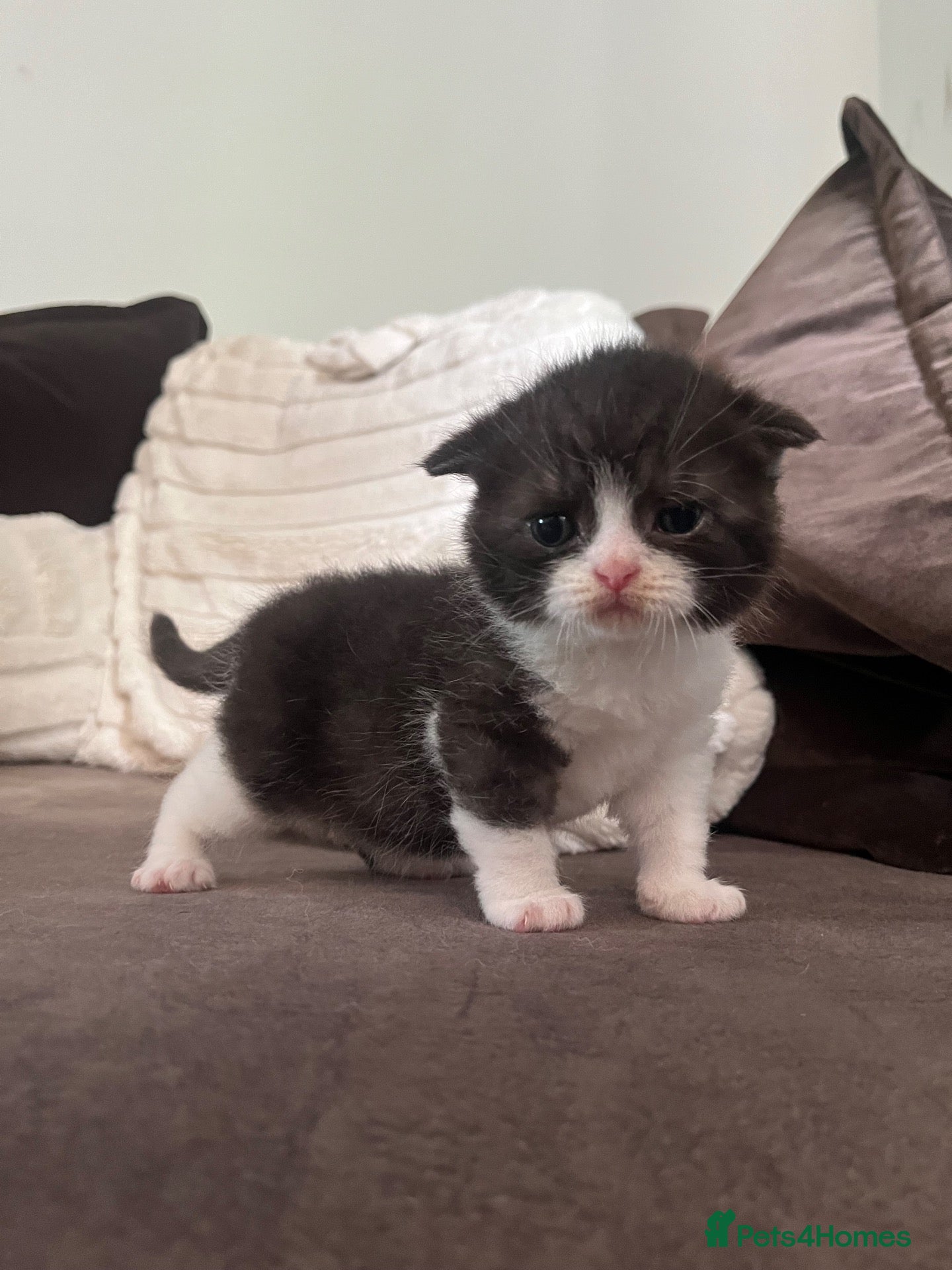 Scottish Fold cats Stunning Scottish (TICA reg) - Advert 14