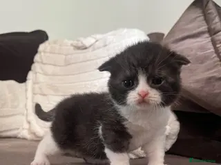 Scottish Fold cats Stunning Scottish (TICA reg) - Advert 2