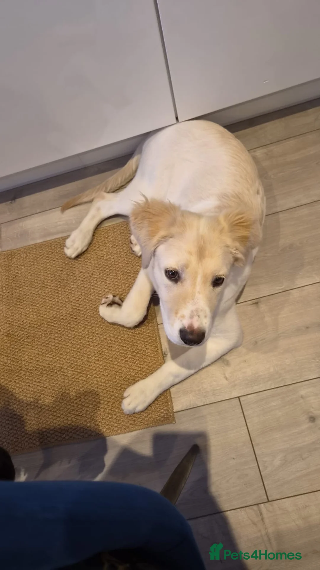 Goldador dogs for sale: Beautiful Goldador for sale in Darwen - Advert 2