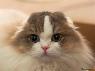 Scottish Fold cats Beautiful Scottish Fold Girl - Advert 3