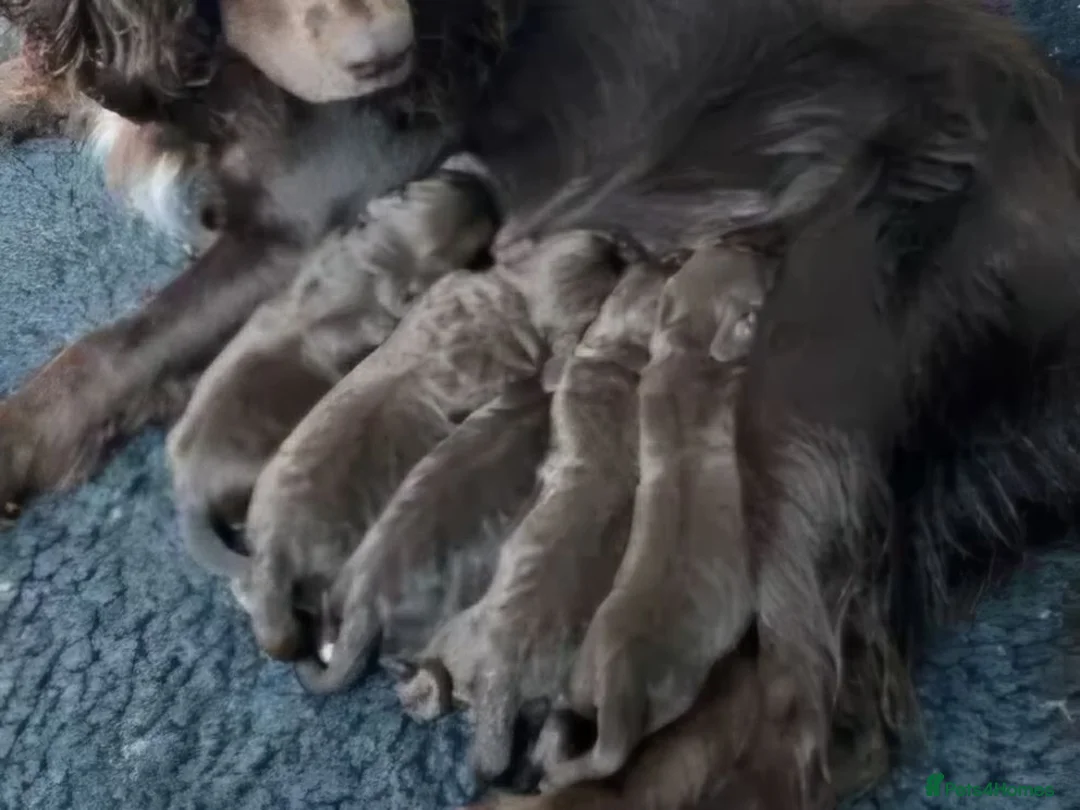 Cocker Spaniel dogs for sale: Kc reg cocker spaniel pups - Advert 15
