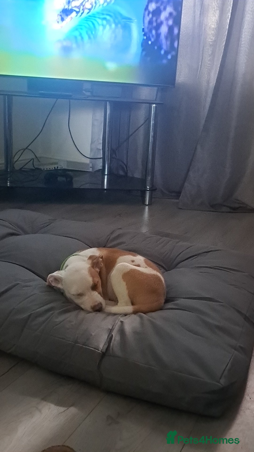 Mixed Breed dogs for sale: Male Staffordshire bull terrier x American Bulldog - Advert 4