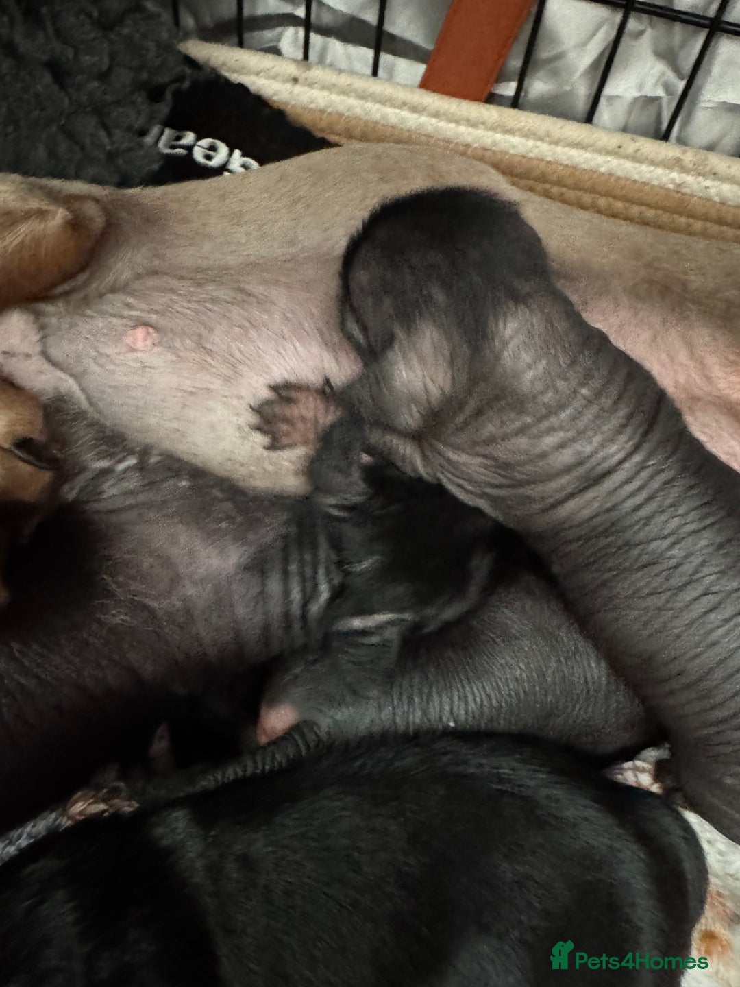 Dachshund dogs for sale: unique dachshund cross hairless Chines crested  - Image 1