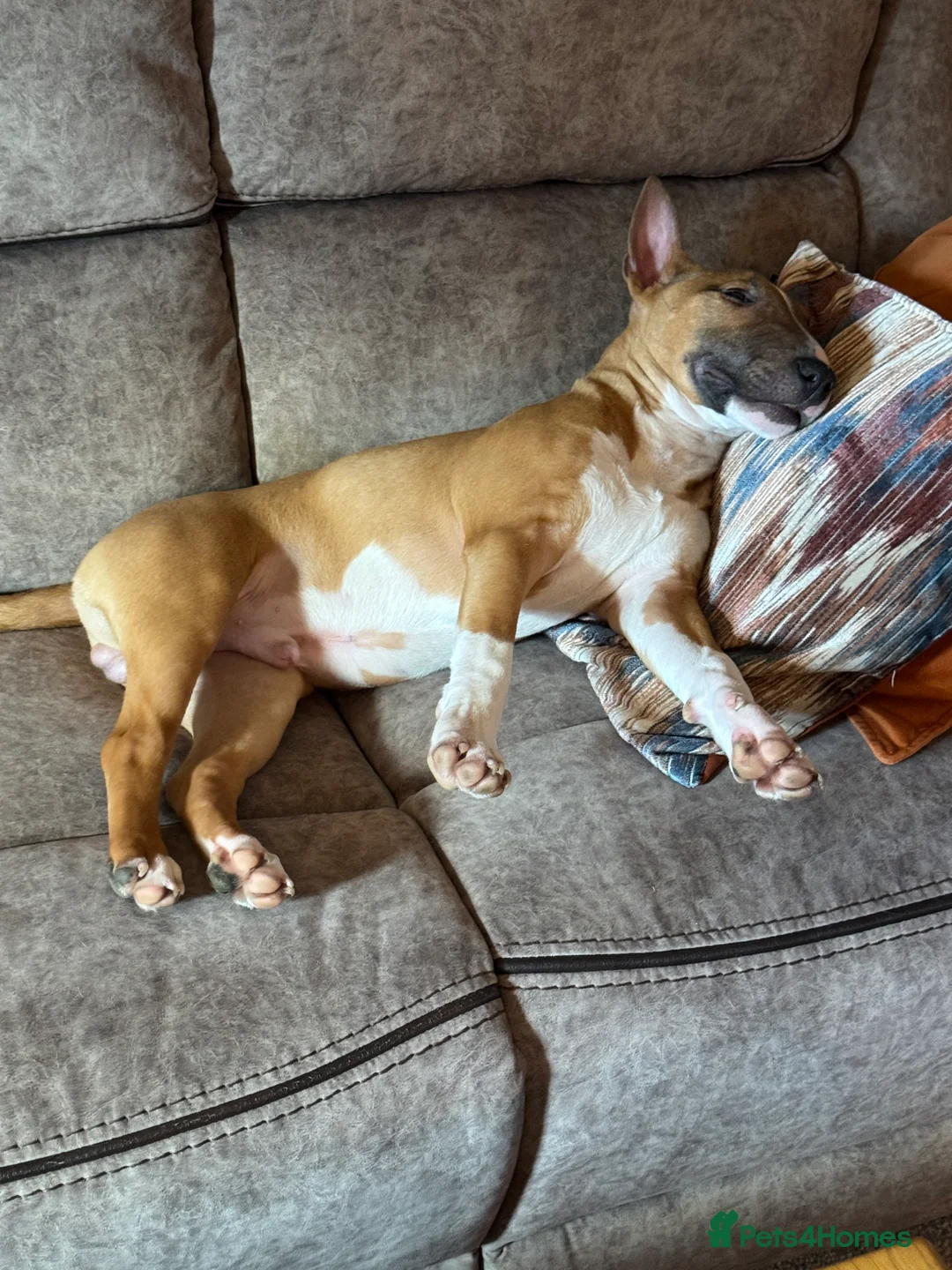 English Bull Terrier dogs for sale: English Bull Terrier - Advert 10