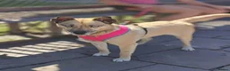 Mixed Breed dogs for adoption: ❤️TERRA❤️ – THE GIRL YOU WILL FALL IN LOVE in Oxford - Advert 9