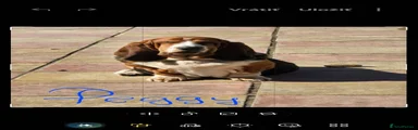 Basset Hound 3