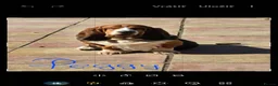 Basset Hound dogs for sale: Basset hound pups kc reg.European lines - Advert 18