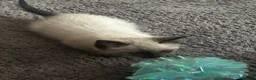 Siamese cats for sale: Stunning Siamese kittens  - Advert 12