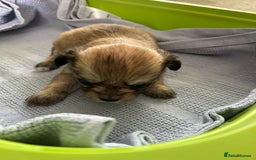 Chipoo dogs for sale: F1b Chipoo puppies - Image 7