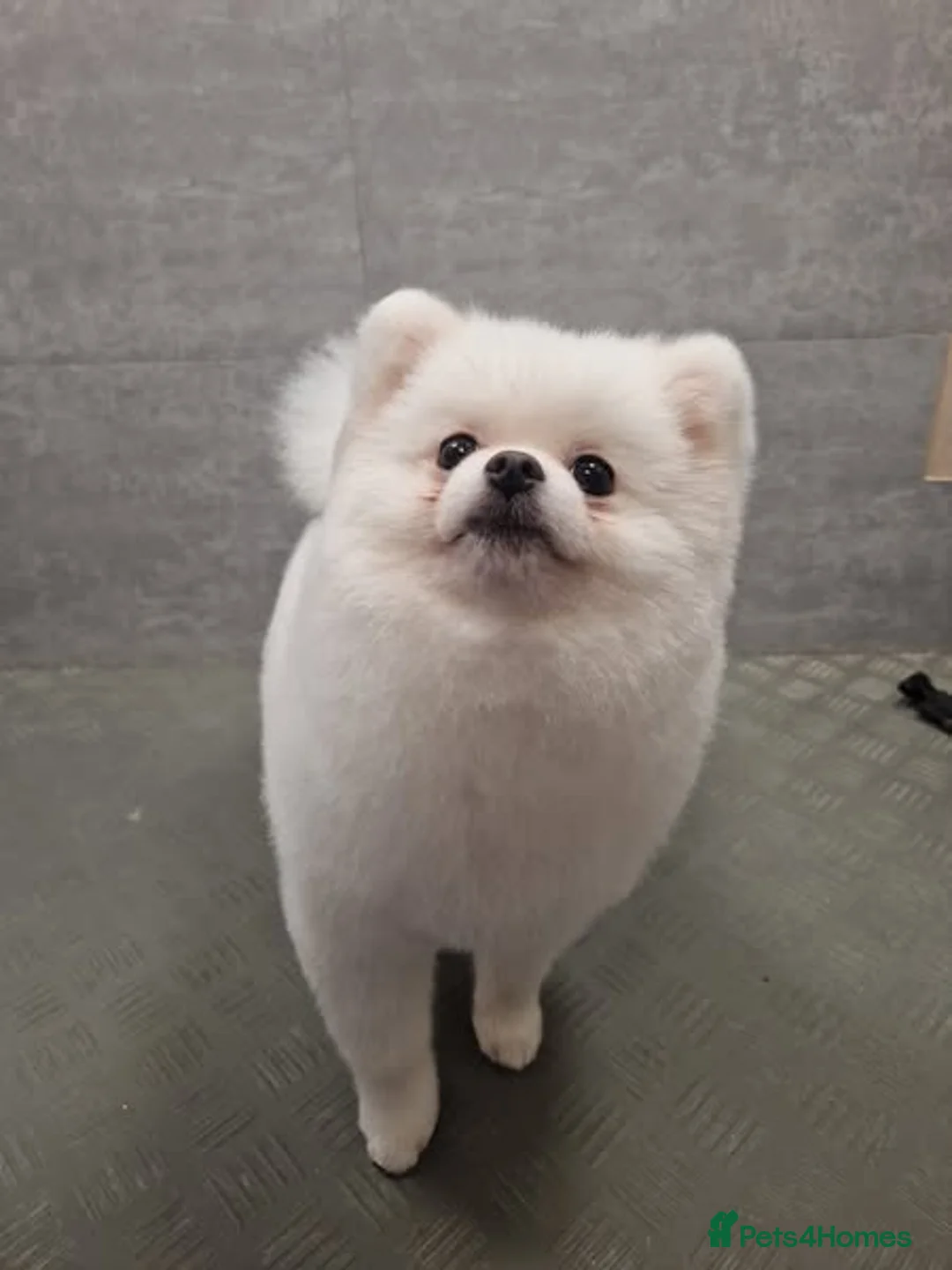 Pomeranian dogs for stud: Male Pomeranian For Stud! in London - Advert 2